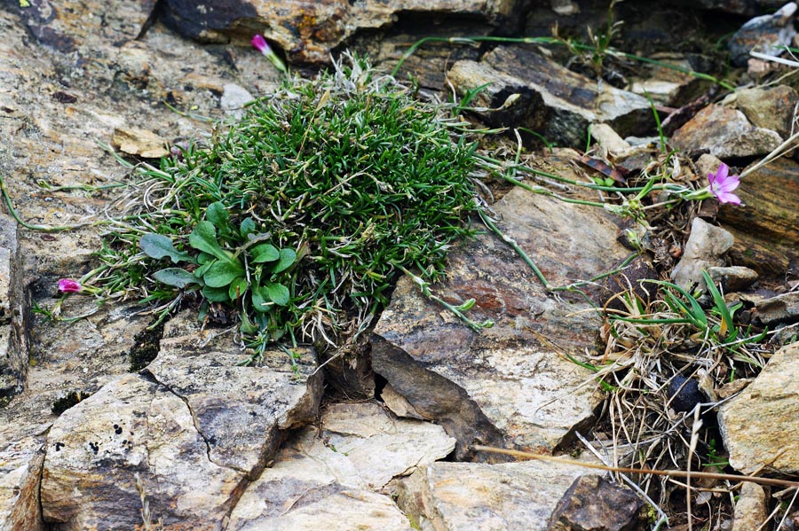 Petrorhagia saxifraga subsp. gasparrini/Garofanina spaccasas